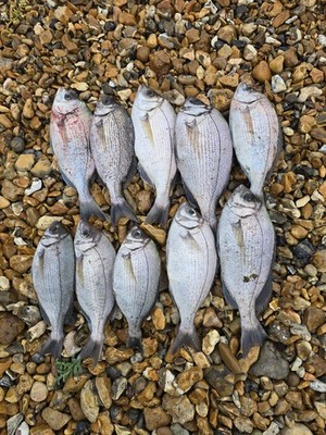 3" Sea Glow White Ragworm Lures - Flavoured with UV Bait Oil Gel - Image 5